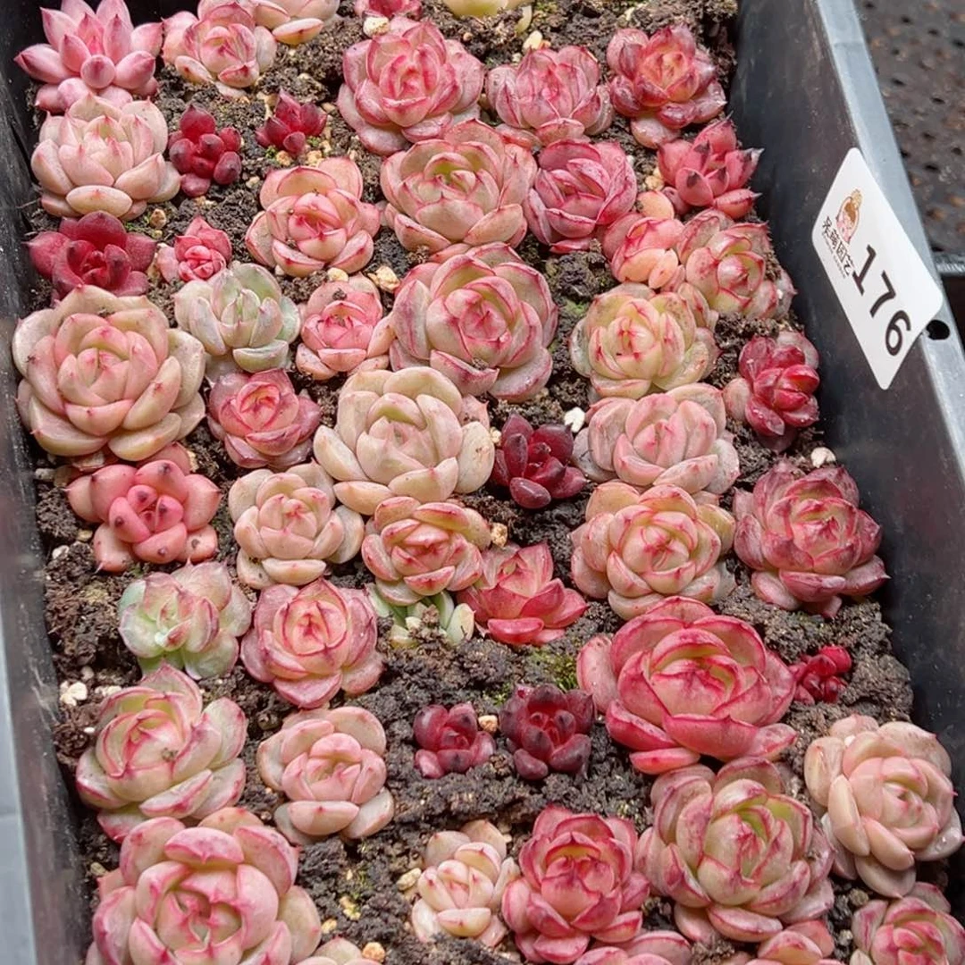 m****茶多肉植物多肉植物