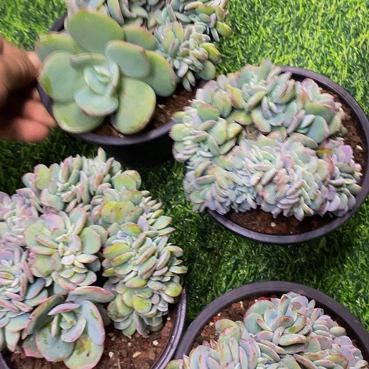 白凤缀化4选1哦哦哦