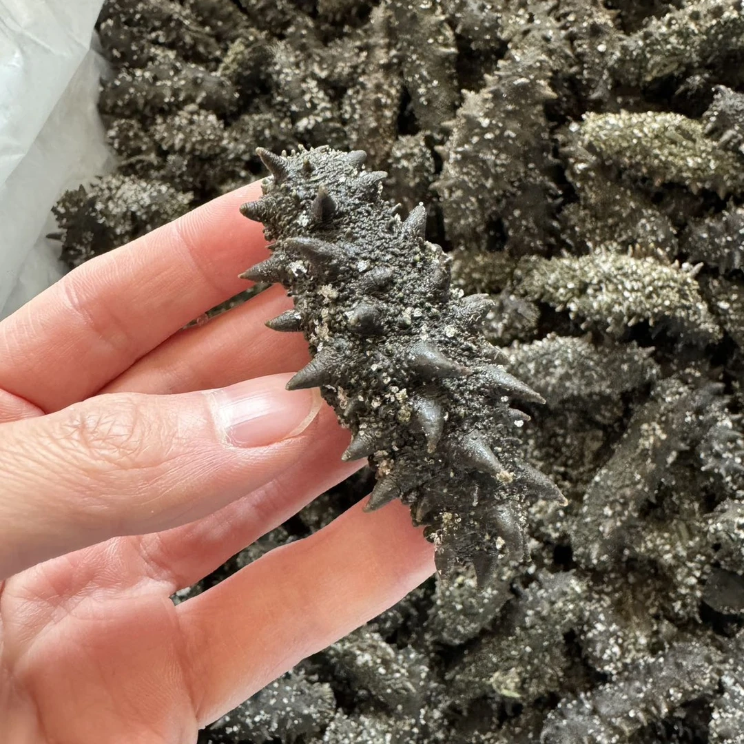 半干海参 长岛大火候渤海湾深海刺参 20—30—40头/斤