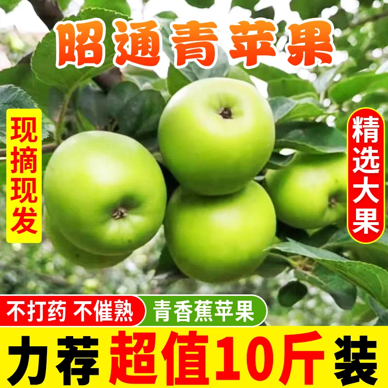 乌蒙岩洞云南昭通应季新鲜采摘青苹果早熟青香蕉平果纯甜