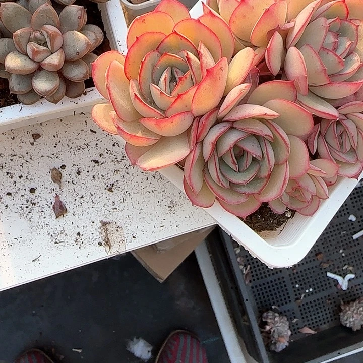 青蛙王子儿童牙膏111