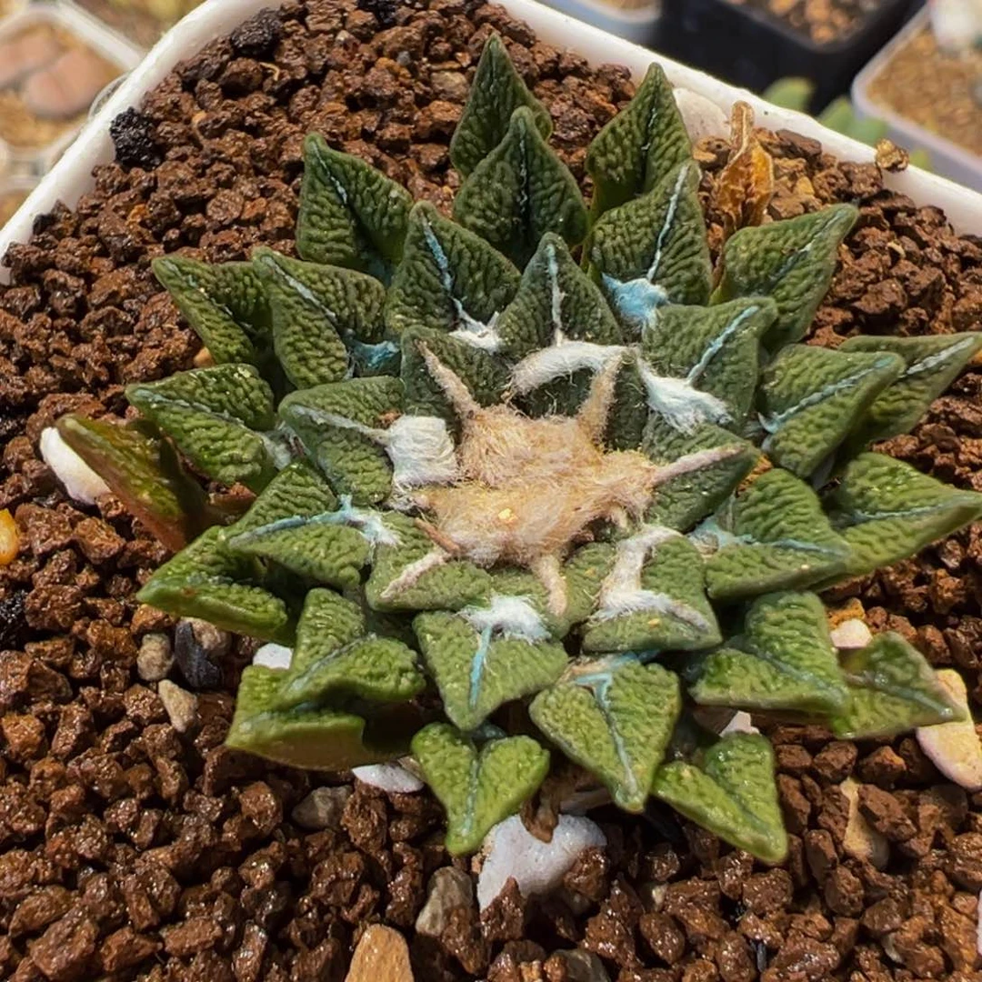 黑牡丹多肉植物盆栽花卉