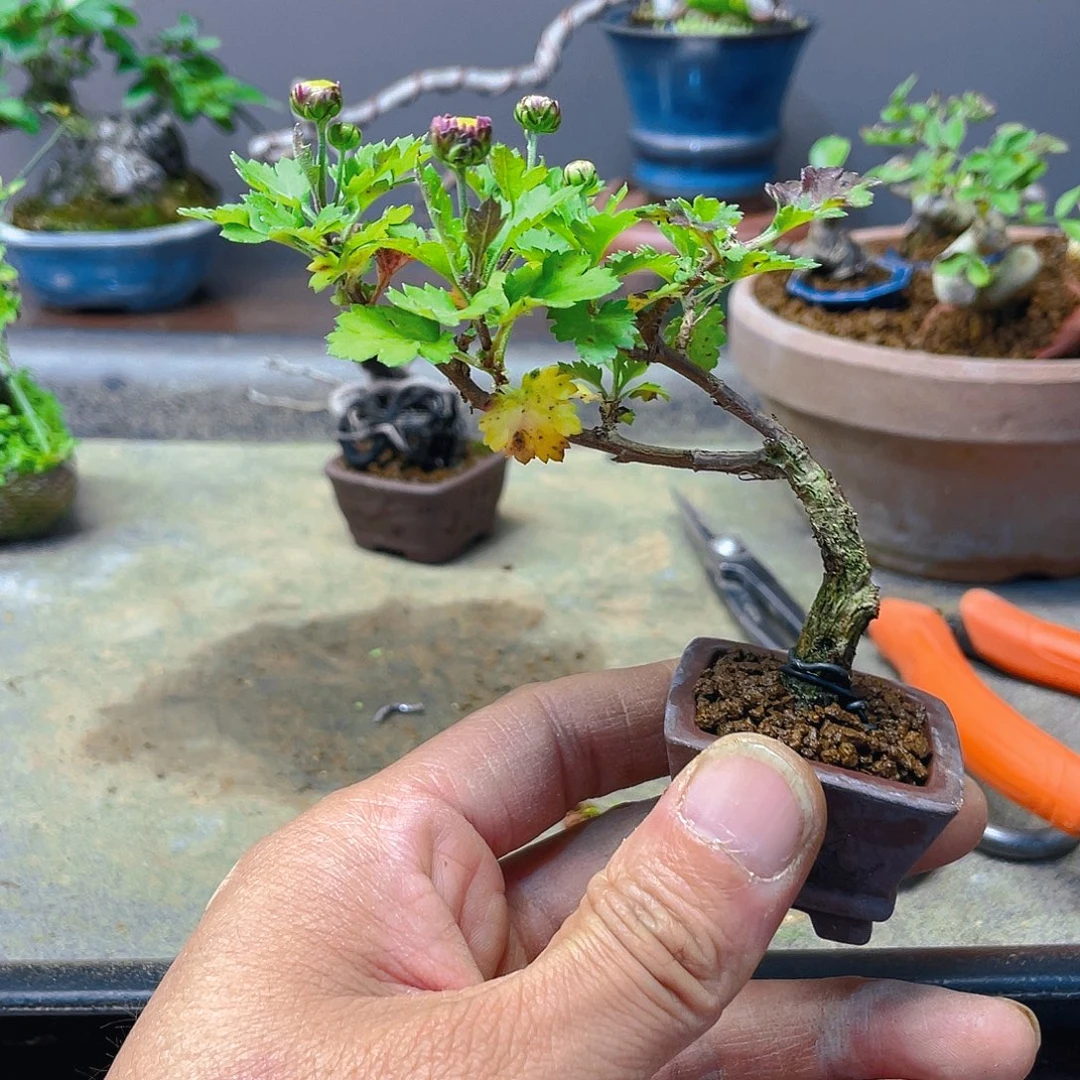 顺***然无花朵菊花花开富贵吉祥