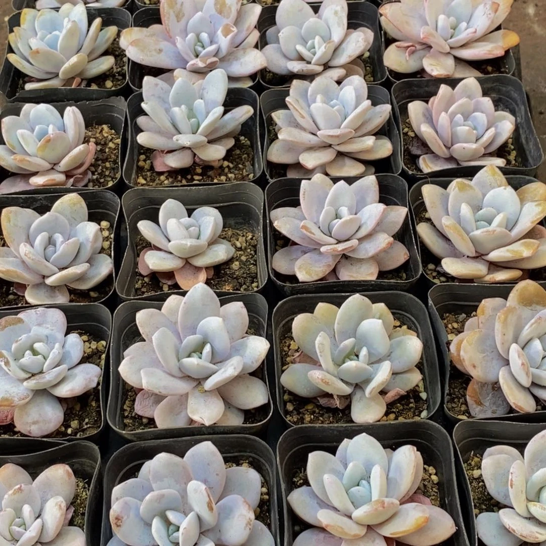 美**坊600多肉植物保护研究所