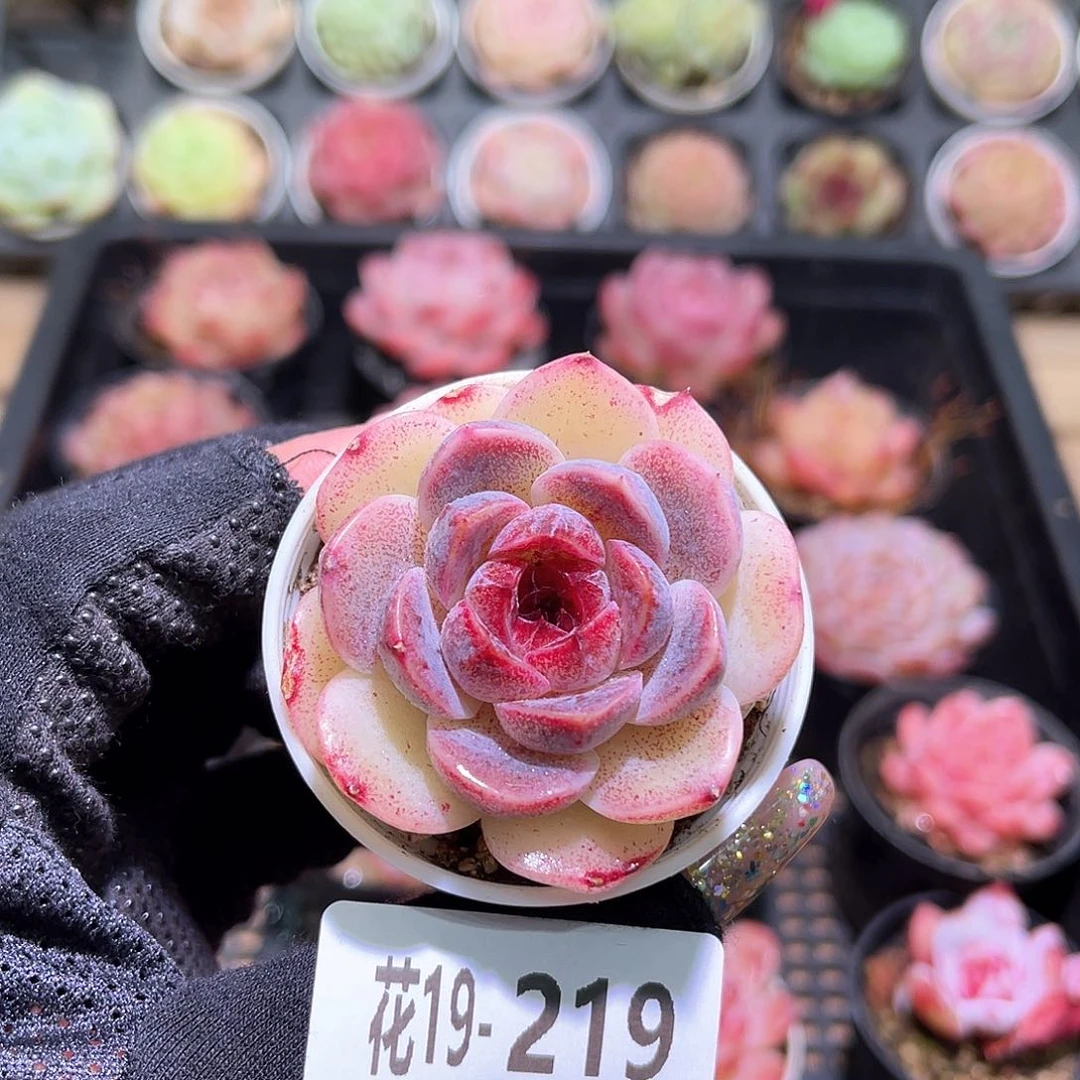 花利美19-219新品 微瑕