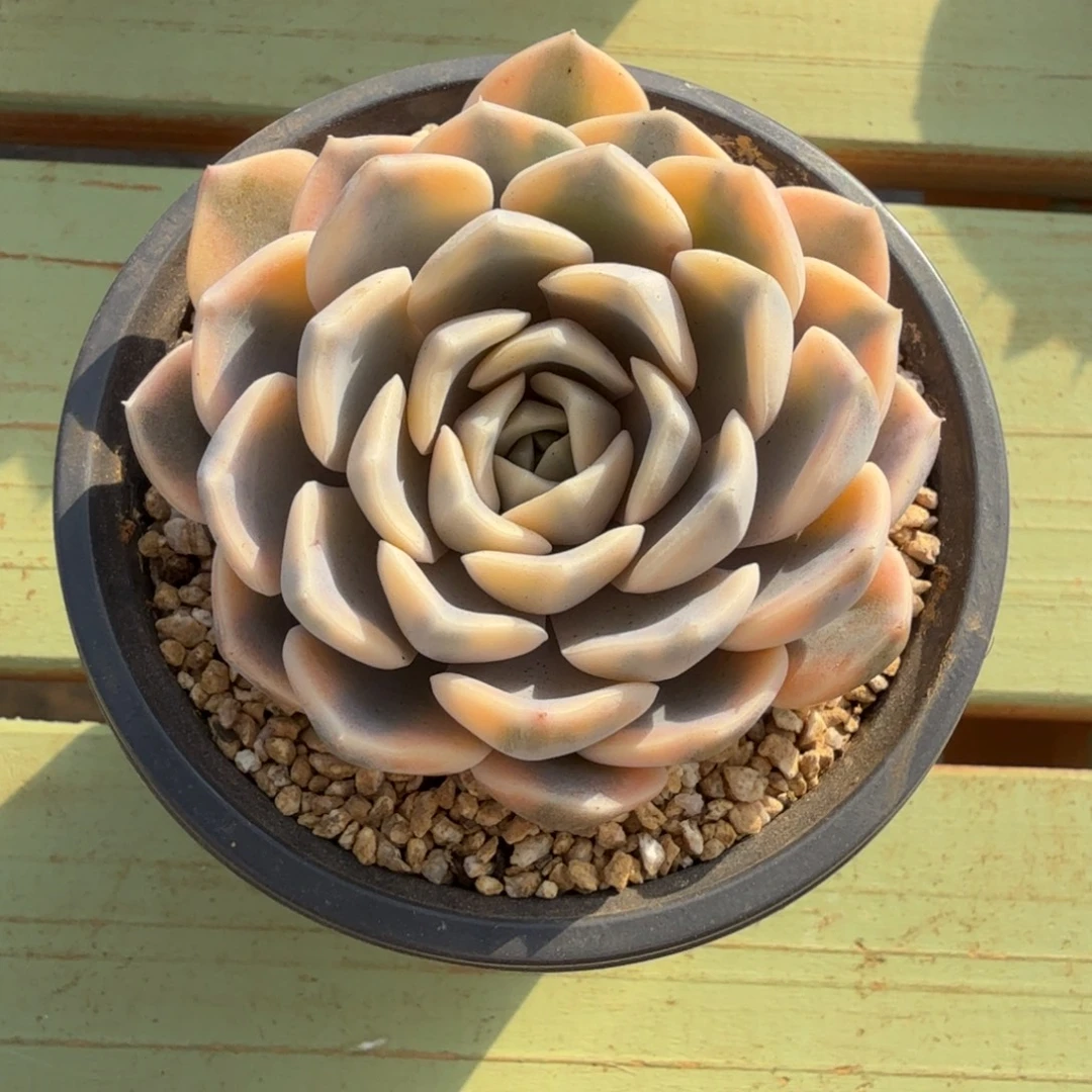 汉堡锦锦上园艺一物一拍