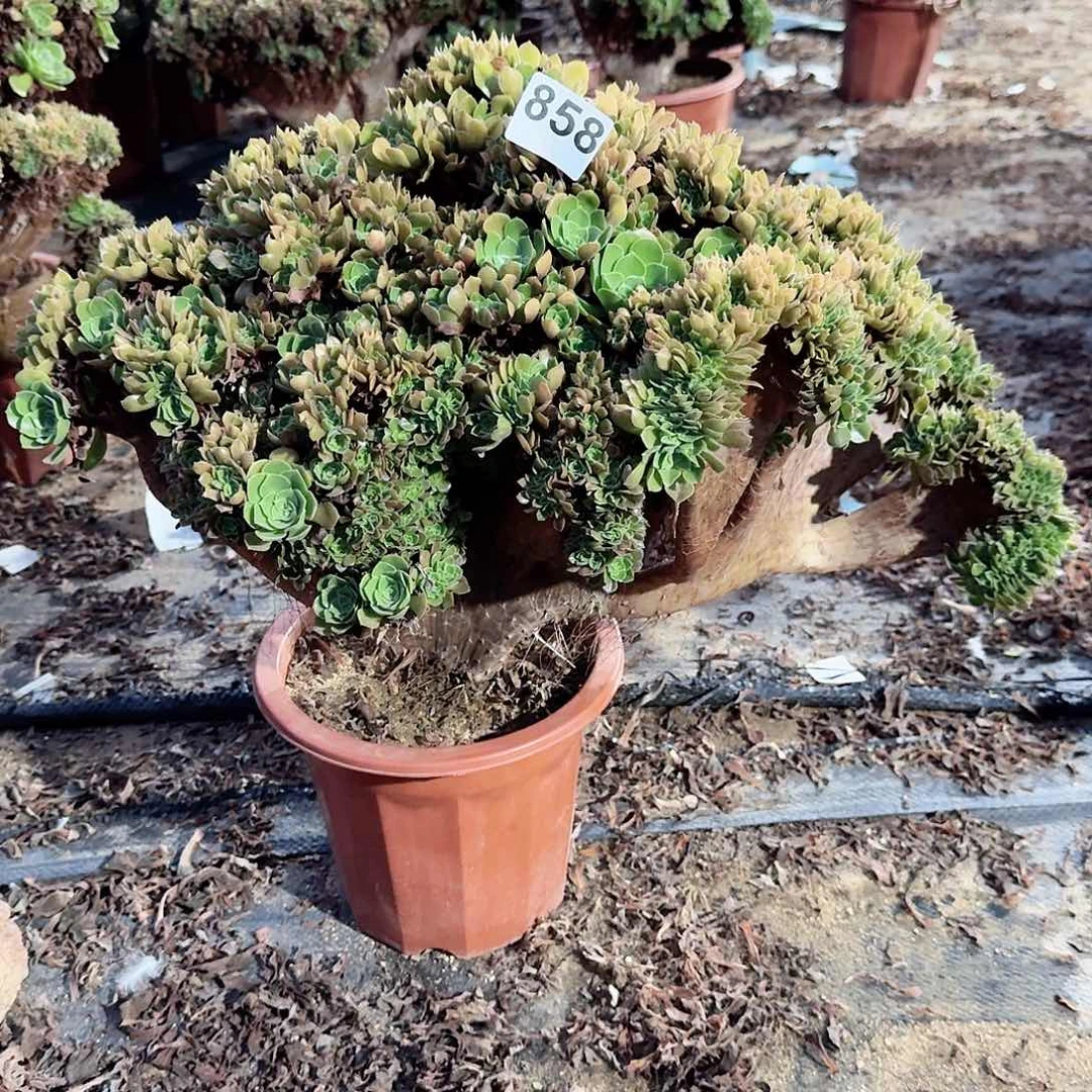 858玫瑰朵朵一颗呀呀