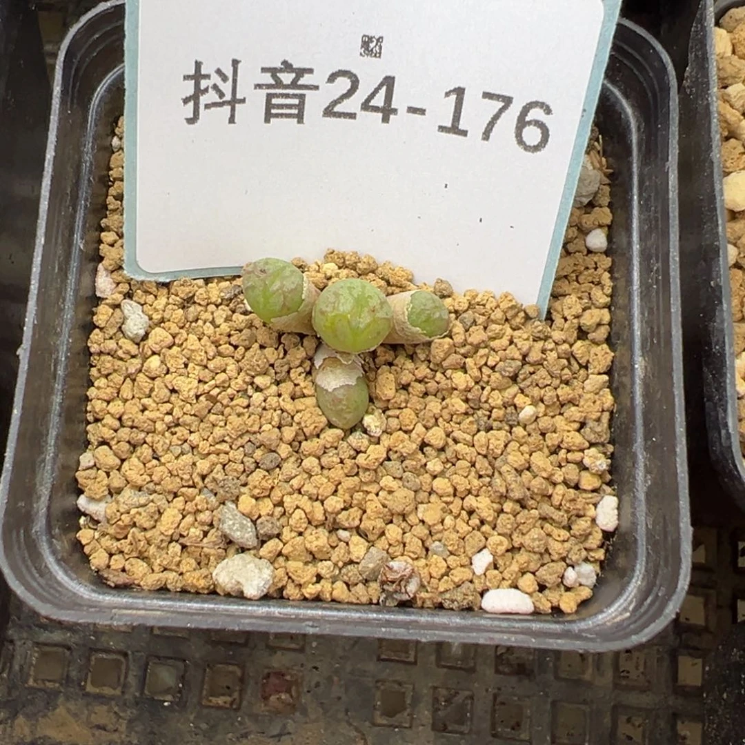 24-176肉锥多肉植物