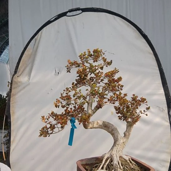 木质黄杨盆景制作素材