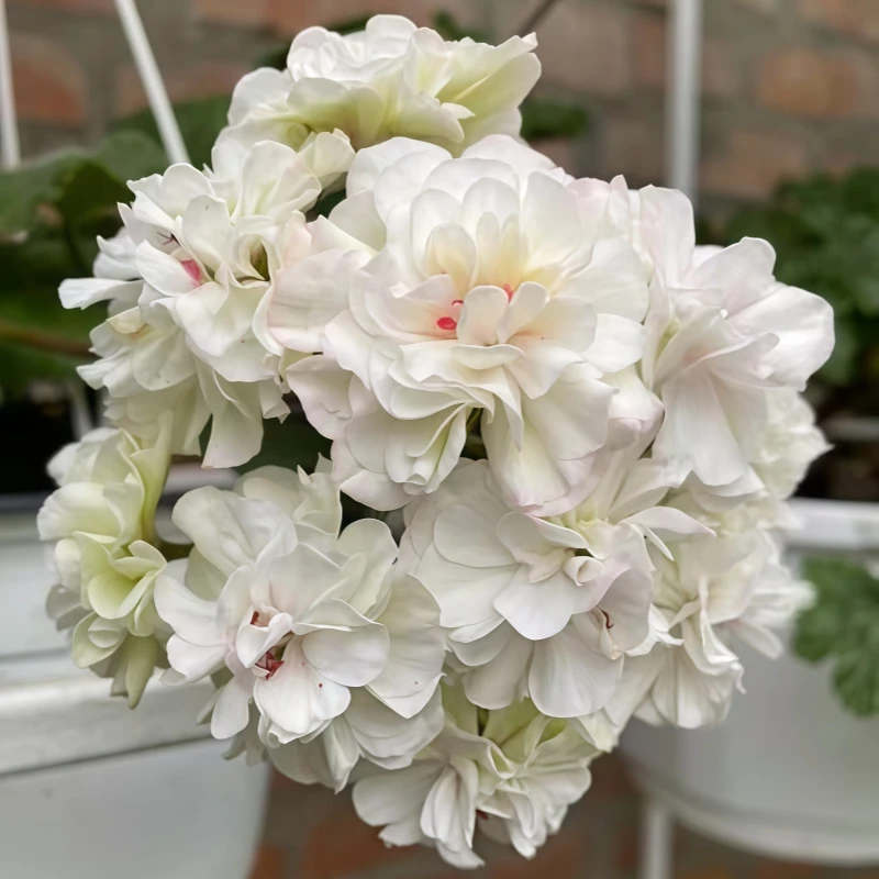 【埃德尔兽系】直立 无花苞 天竺葵原盆原土发货大花球勤花包对版