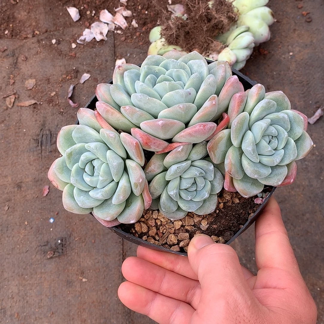 冰玉4头起15 多肉植物量拍