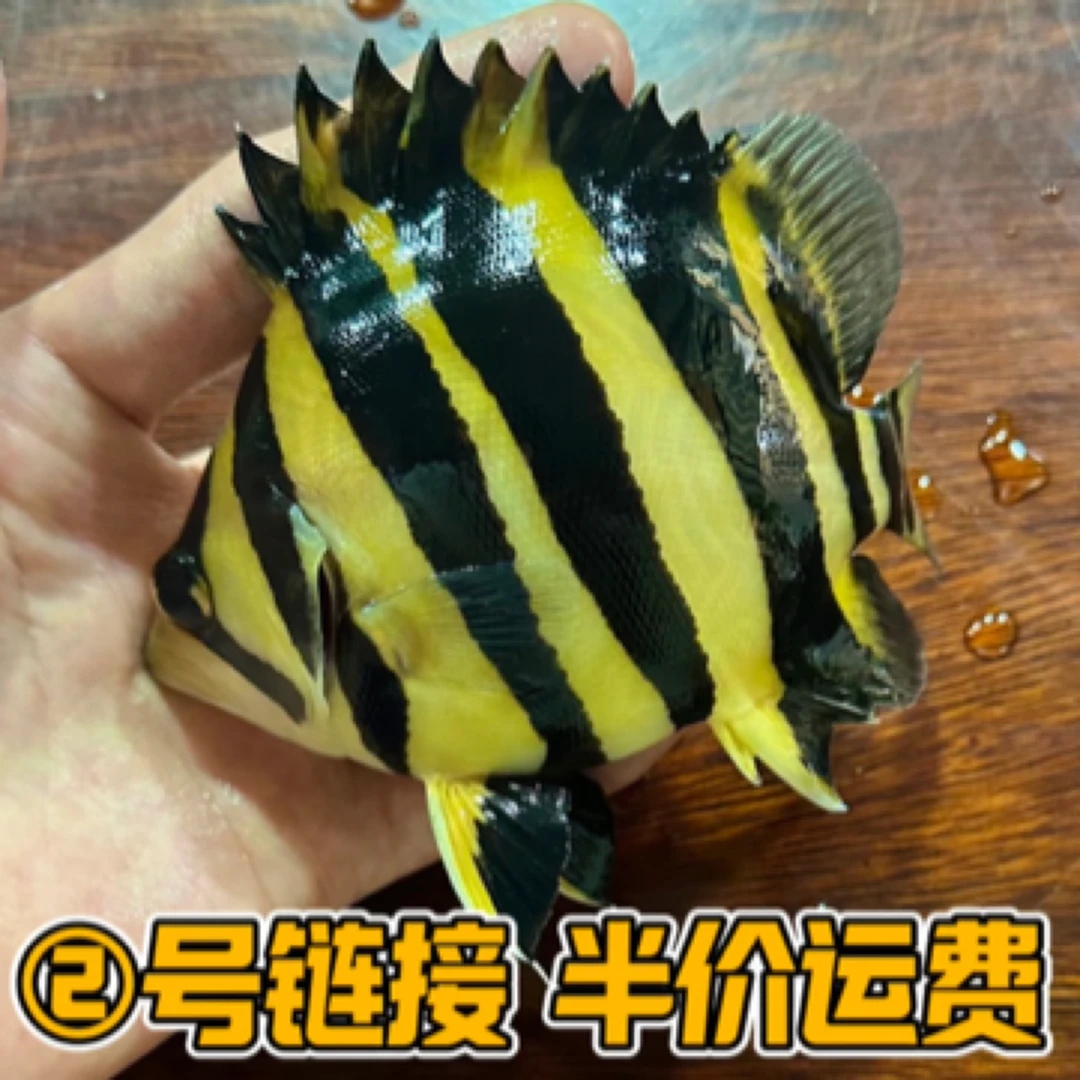 （2号链接）直播竞拍虎鱼苏虎四纹虎三纹虎泰国虎活体观赏鱼热带鱼