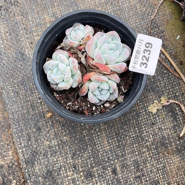 阿雅园艺。         3239