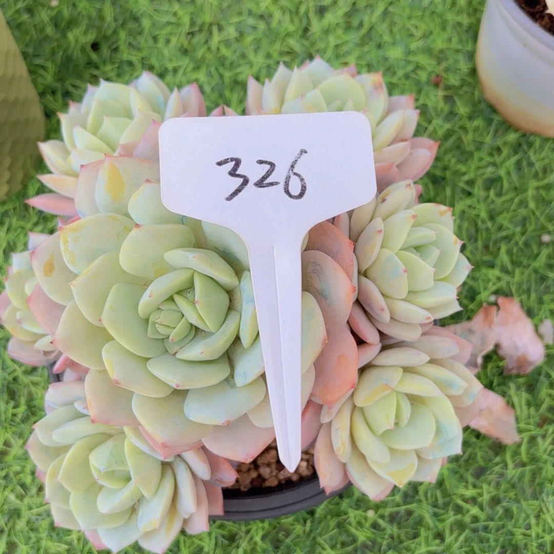 梦*?啦啦啦啦啦啦啦啦啦啦啦啦啦