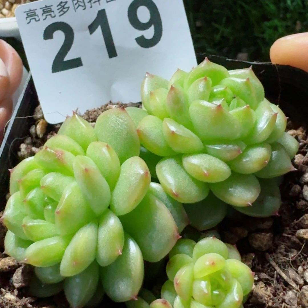 灯泡珍妮群生整装         精品多肉