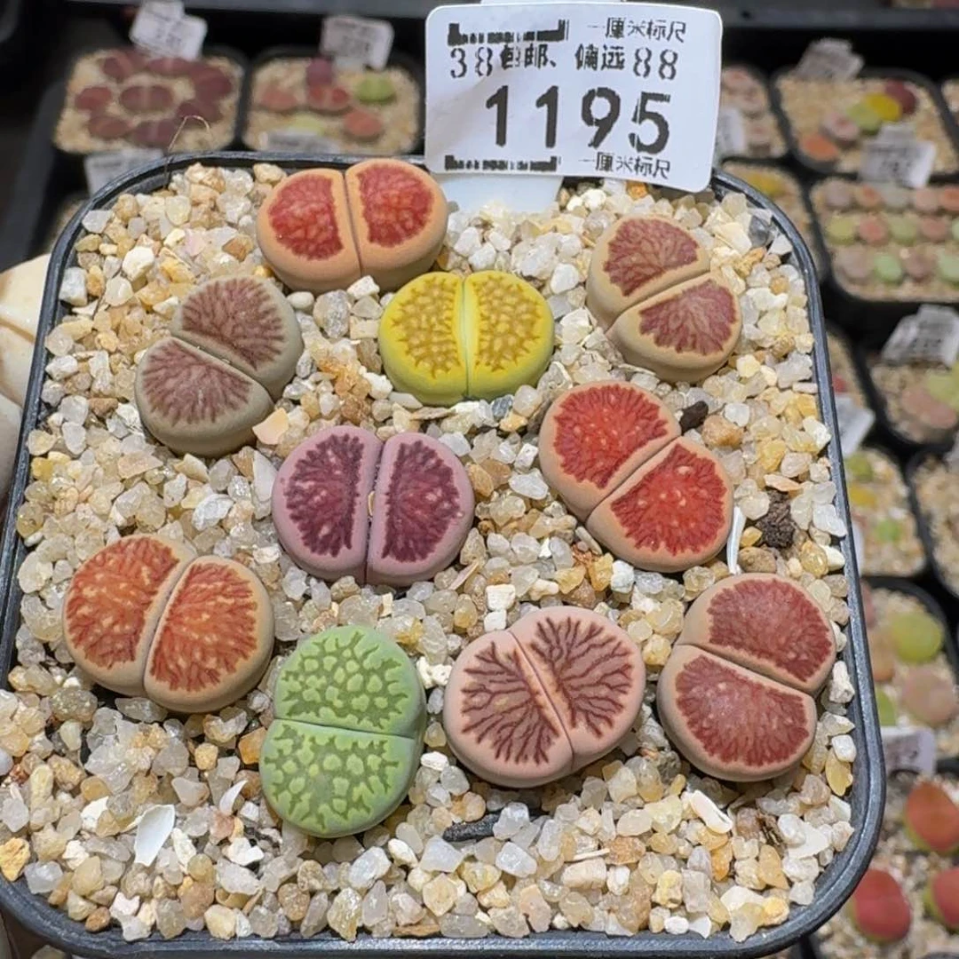 Sssss精品生石花1195彩菊