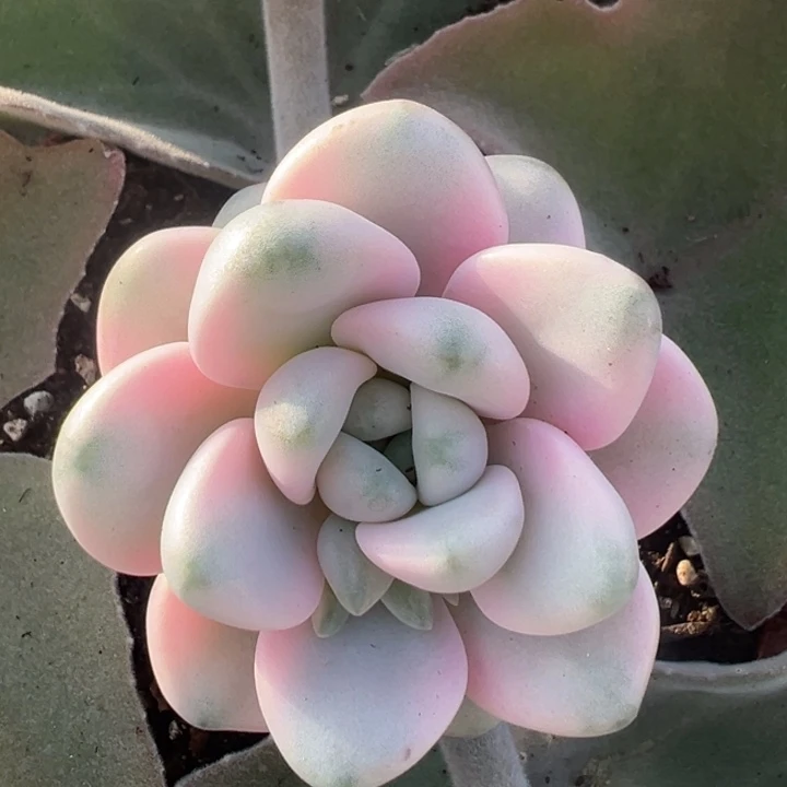 花瓣露锦一物一拍锦龙