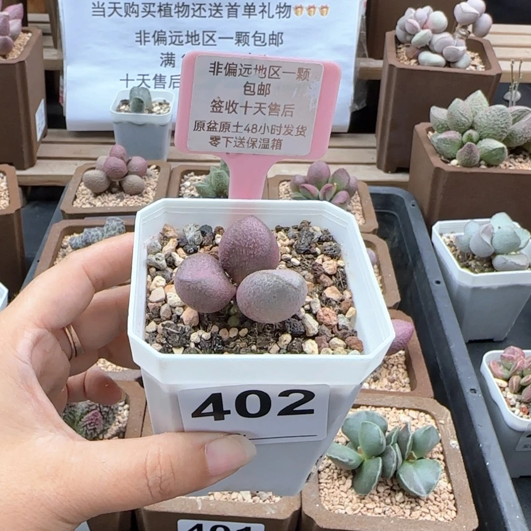 去****干402粉红哈密瓜多肉植物