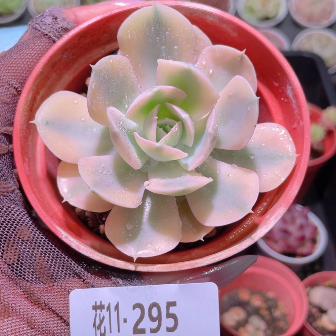 花利美11-295鲁氏锦