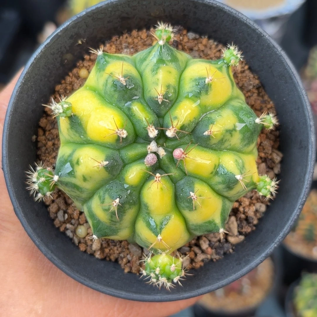 泰系米哈仙人球大型矮胖2