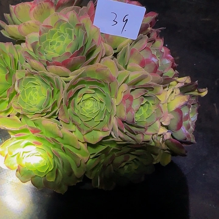 ！**！精品奶白锦捧花特价福利39