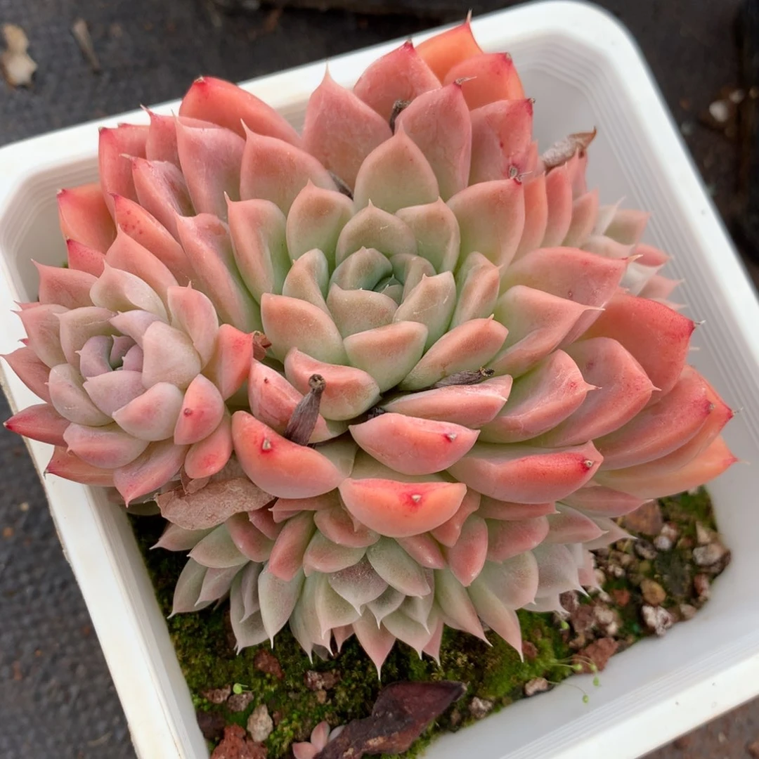 2680新年快乐发发发