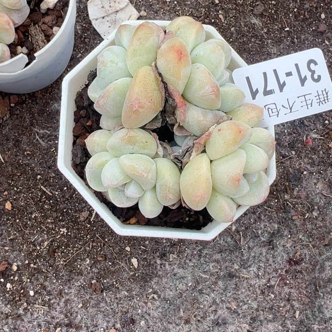小卡拉米糖心一物一拍31-171