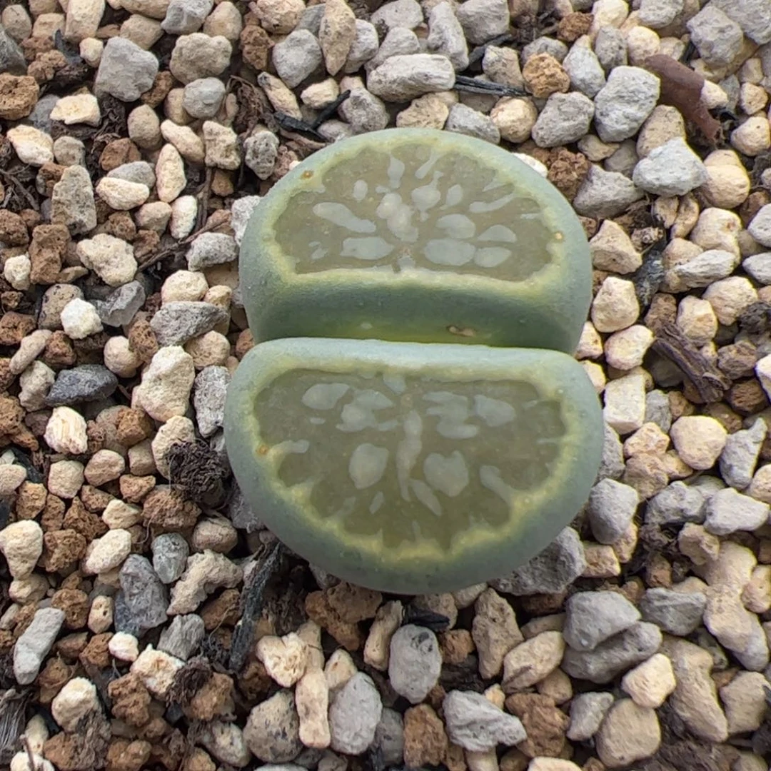 0227号绿菊 多肉植物