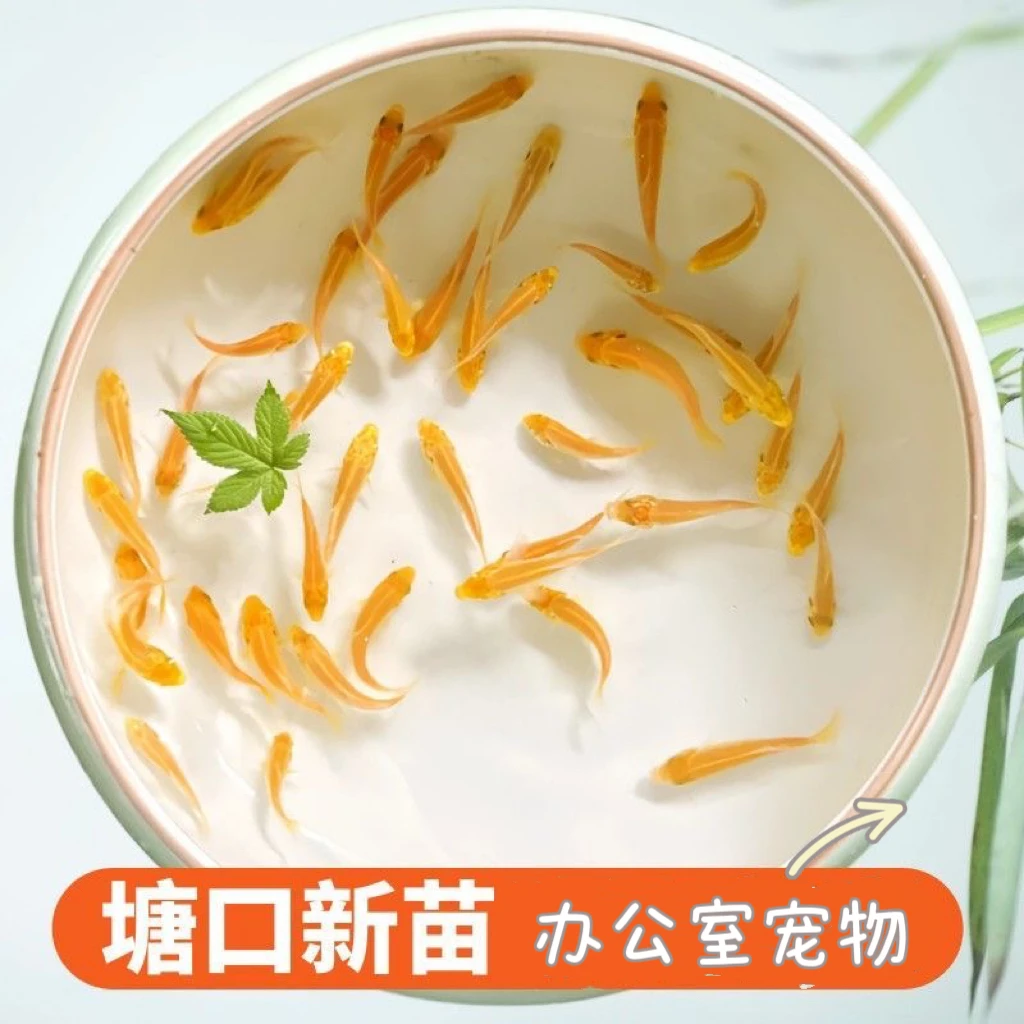 锦鲤新苗随机一尾(不包损)