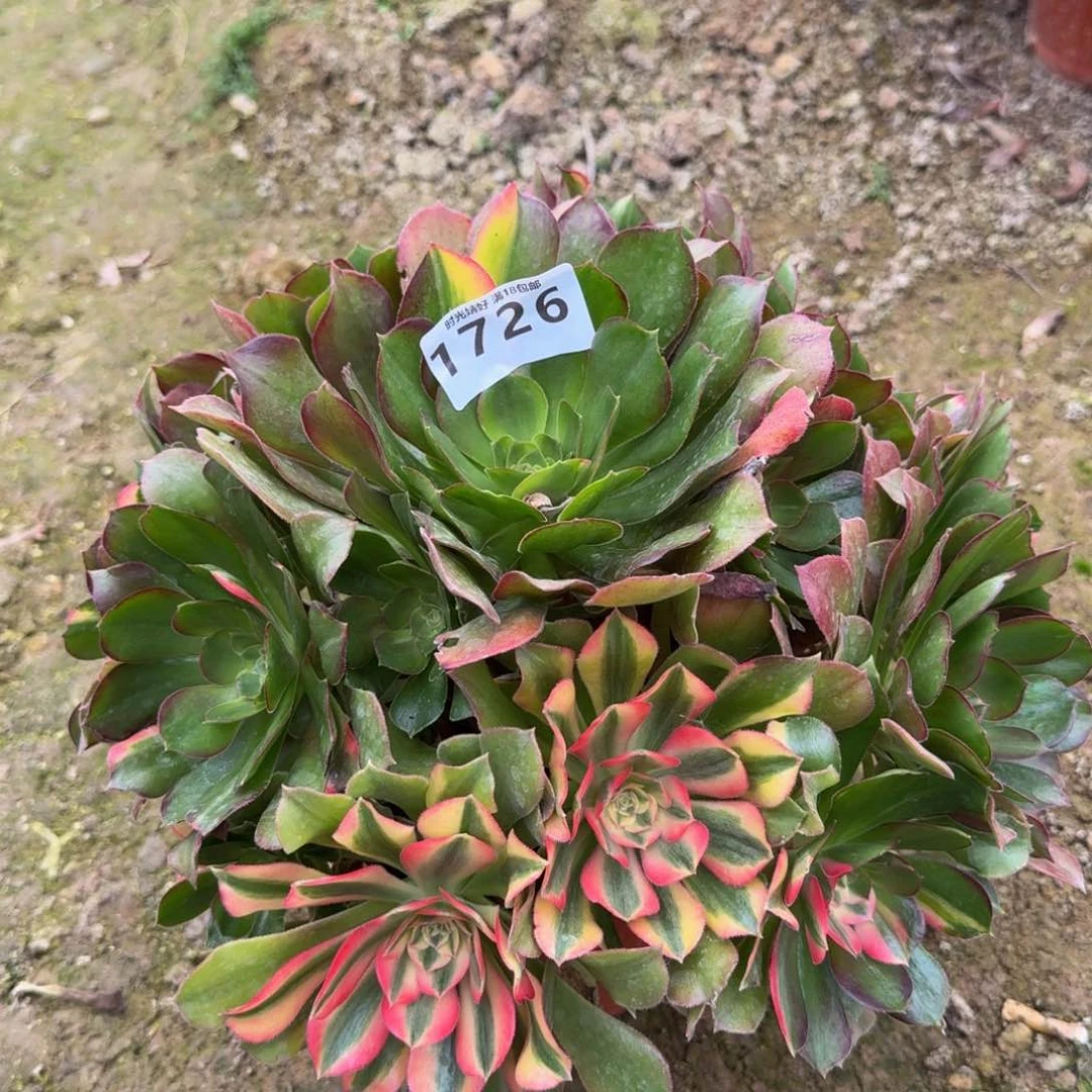 1726香妃七彩。多肉植物