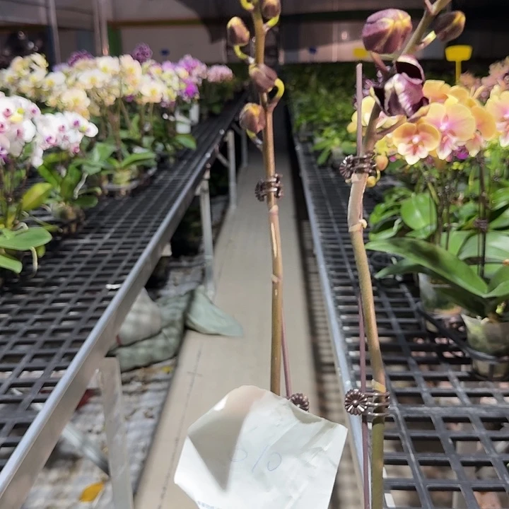 璀****大部分开放少量花苞610