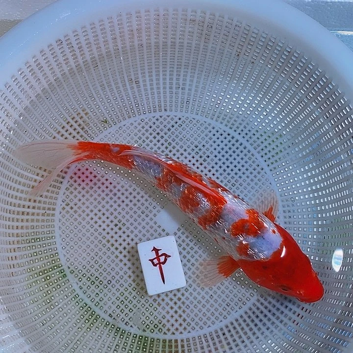 海水锦鲤活体开箱包活