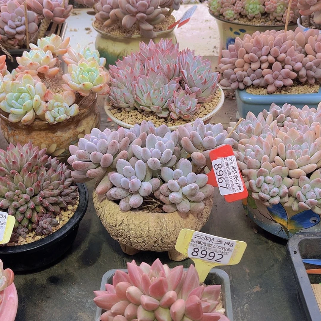 8992迷雾泡泡。 多肉植物