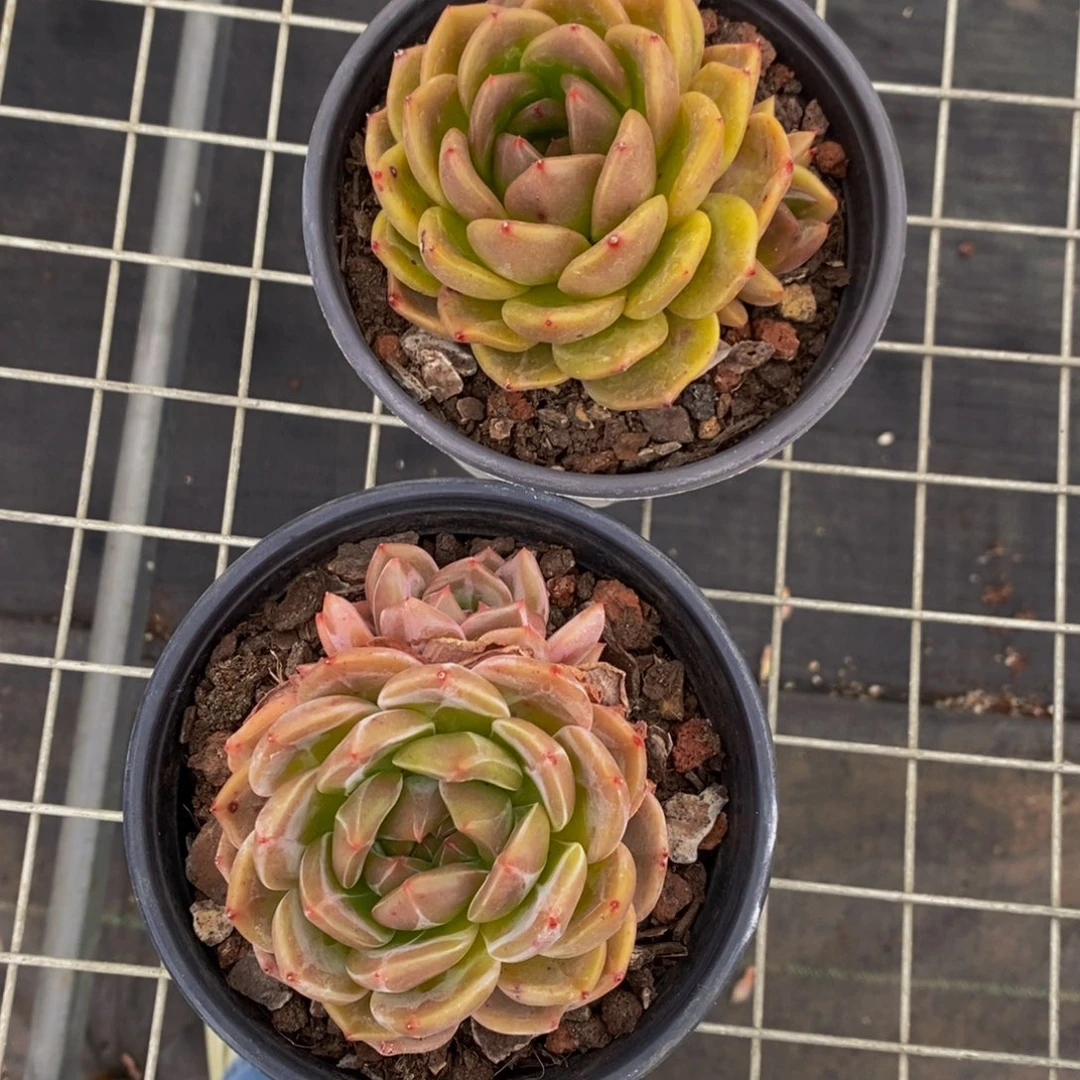 89-精品母本黄皮Q橙双头一个
