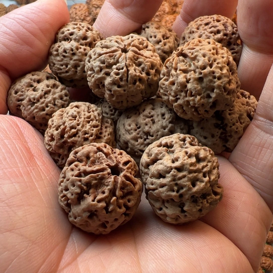 金刚菩提吊坠5瓣23飓肉蜂王