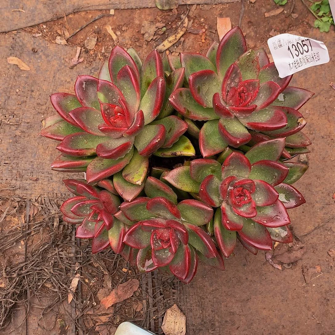 骄***～    丰沛玫瑰多肉13057