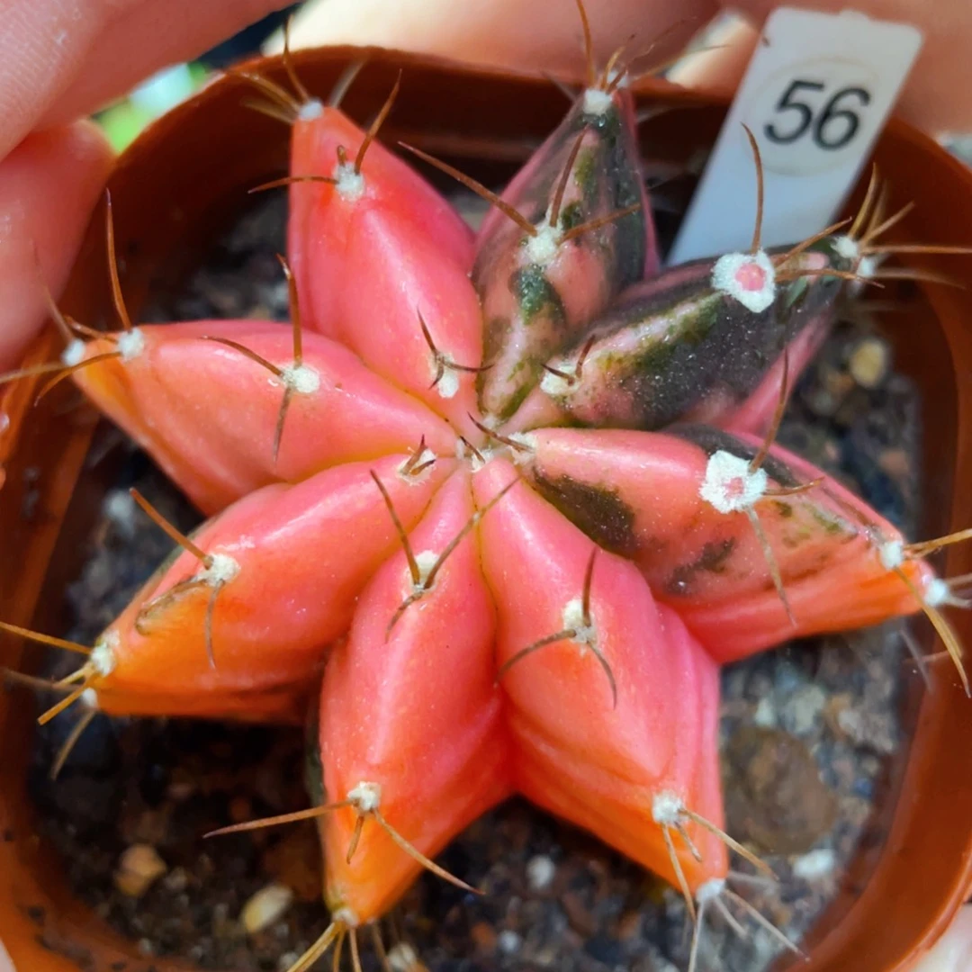 盆5公分满25包邮裸根发货