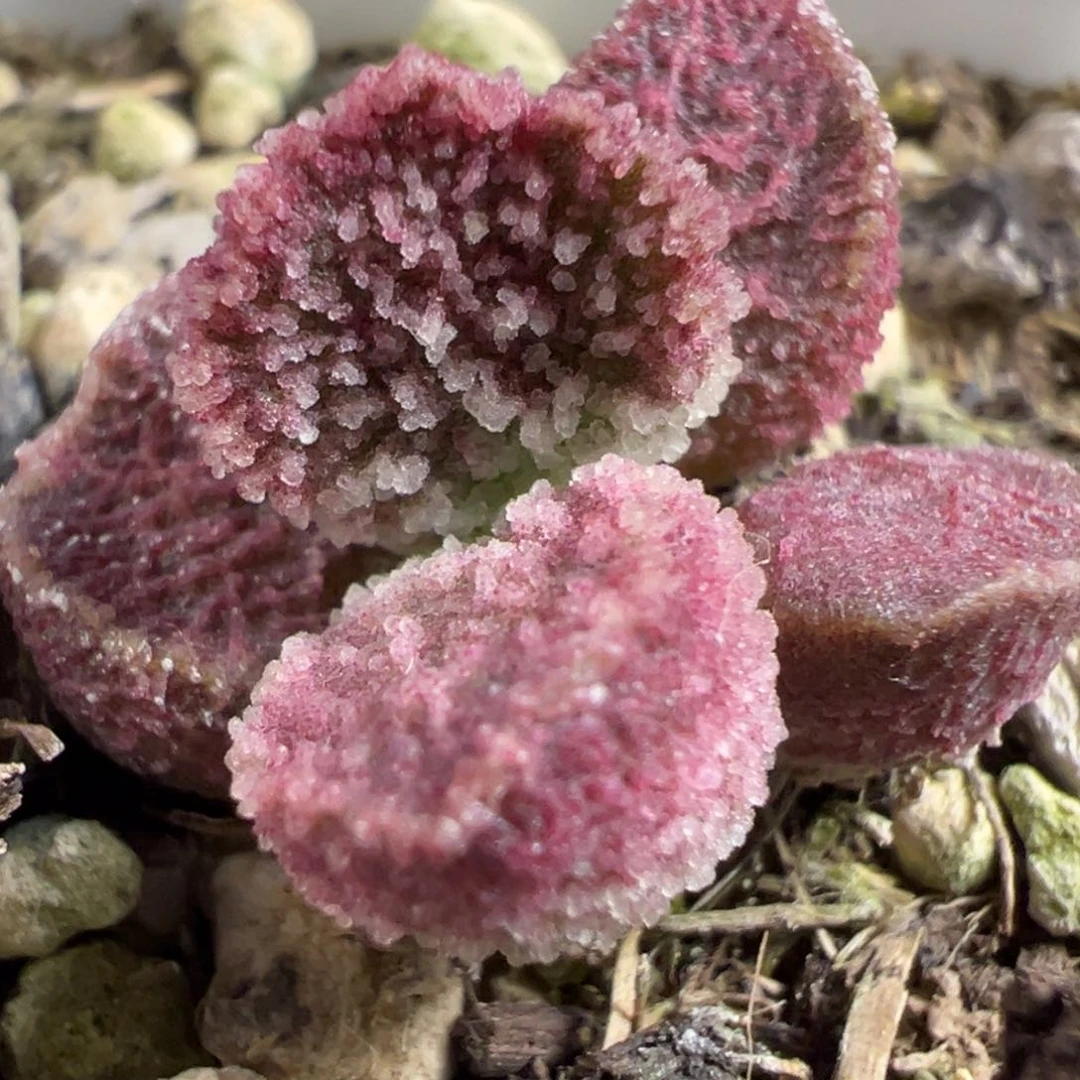 无花朵实生新品多肉植物水泡多肉植物