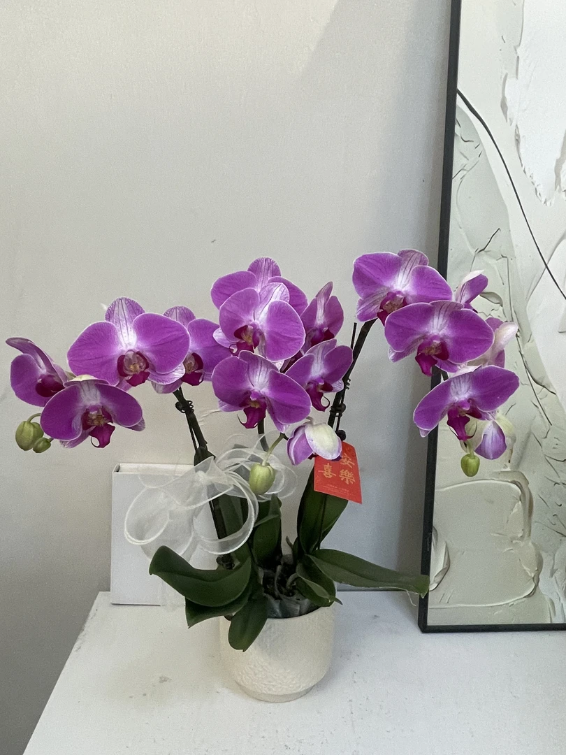 蝴蝶兰 【鸿运】真花 秋冬耐寒花卉 四季开花 多样性发货