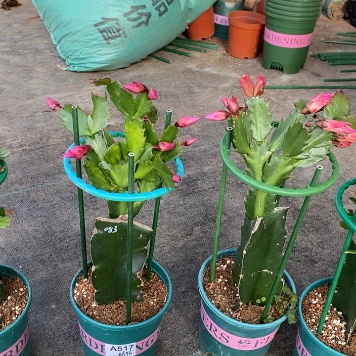 大部分花苞少量开放牵***手517嫁接083