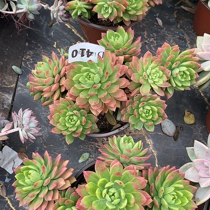 ****࿐410马库斯多肉植物多肉