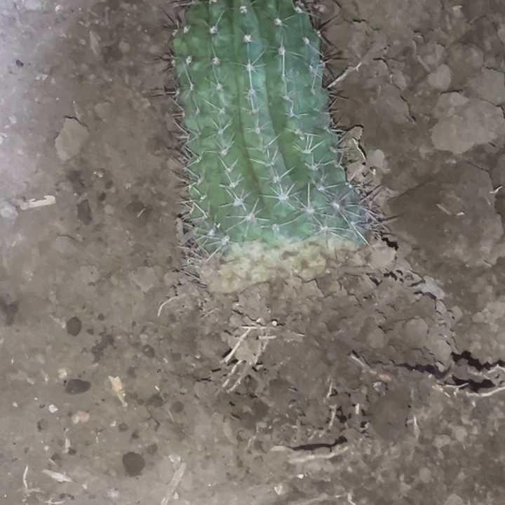 丨****V清清苏乞儿瑕疵歪3