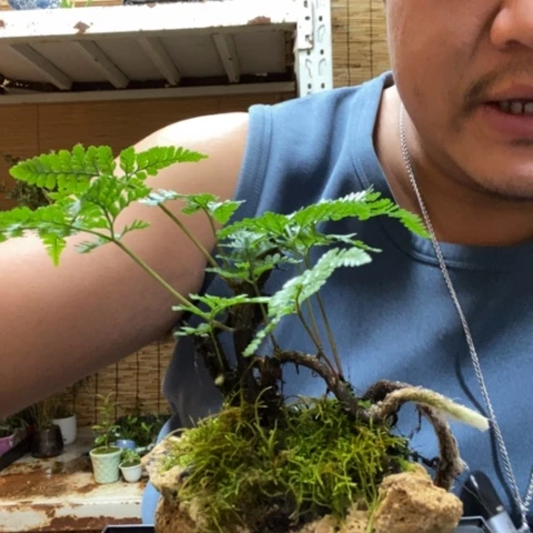 红陶一物一拍所见即所得104