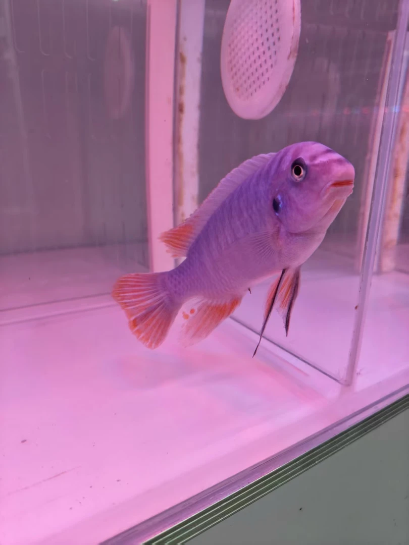 野生三湖慈鲷精品芒波小丑