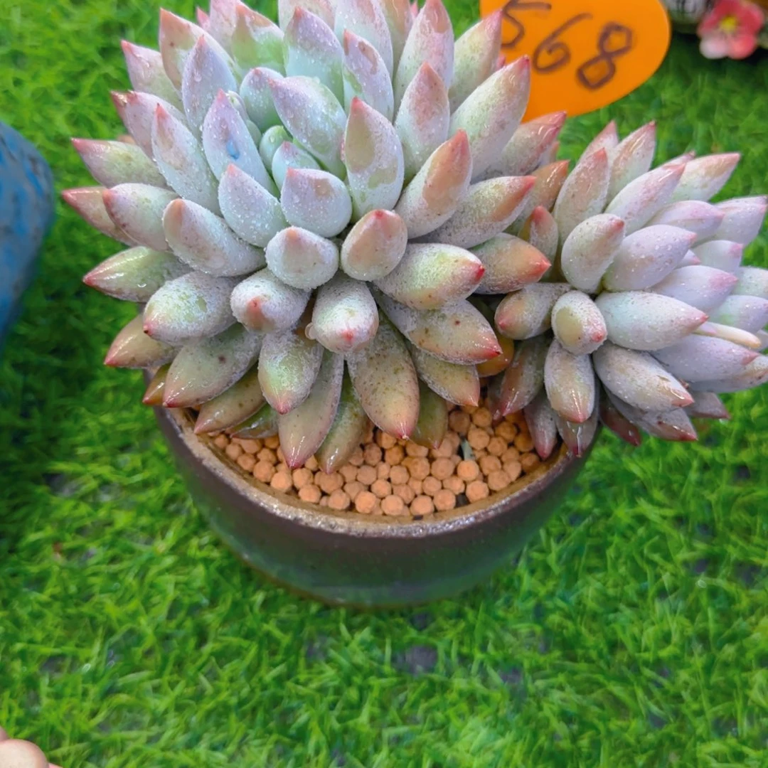 你****？568多肉植物一物一拍