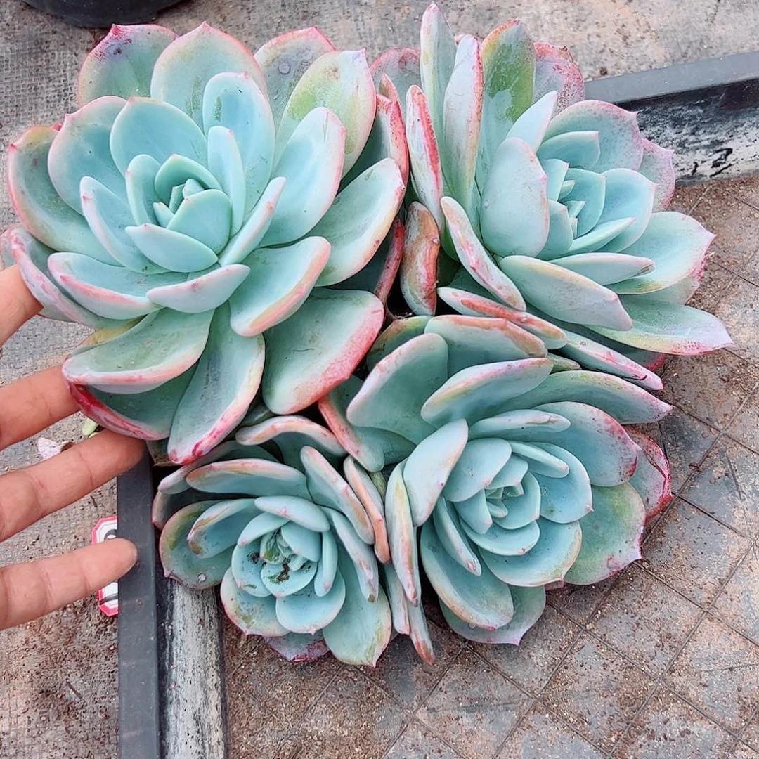 凤橙4头，一物一拍