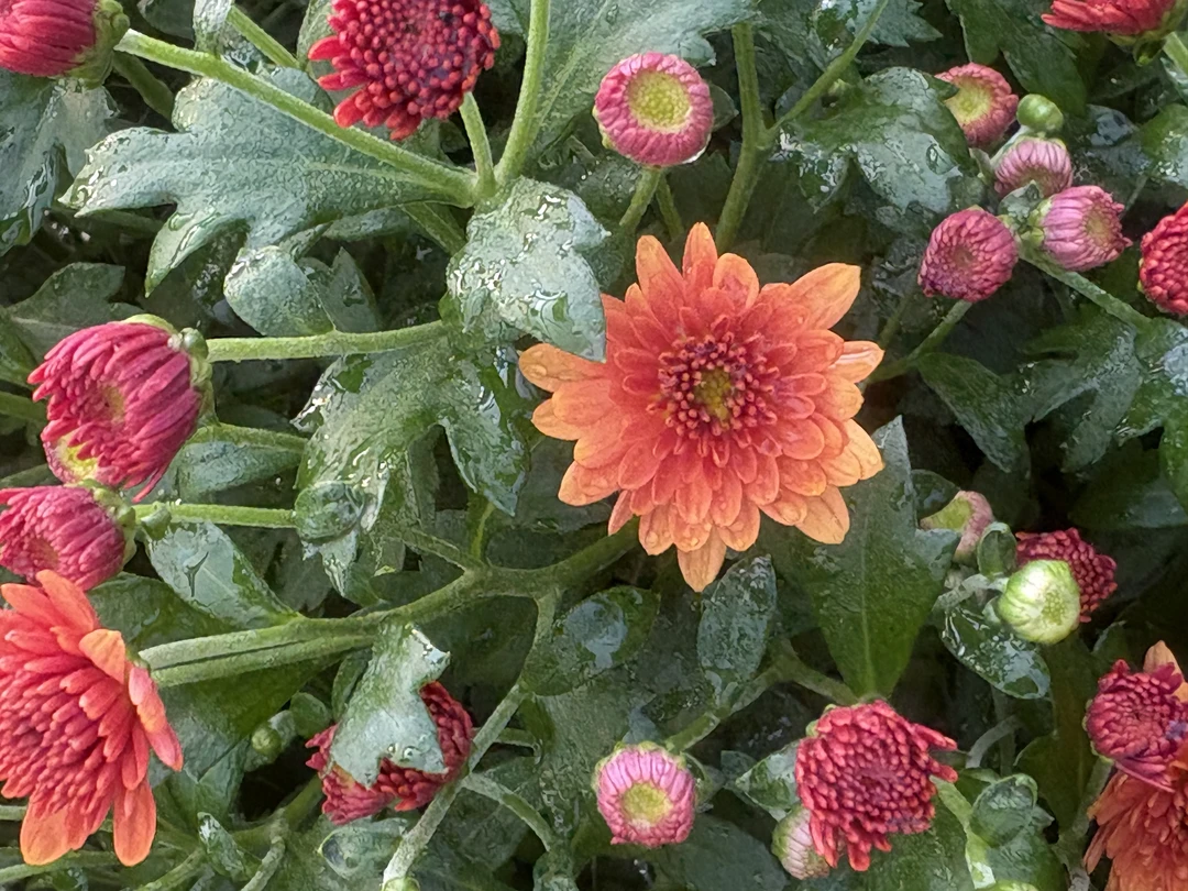 千头球菊（橙）适合新手小白养的花抗寒耐热好养活地栽庭院阳台