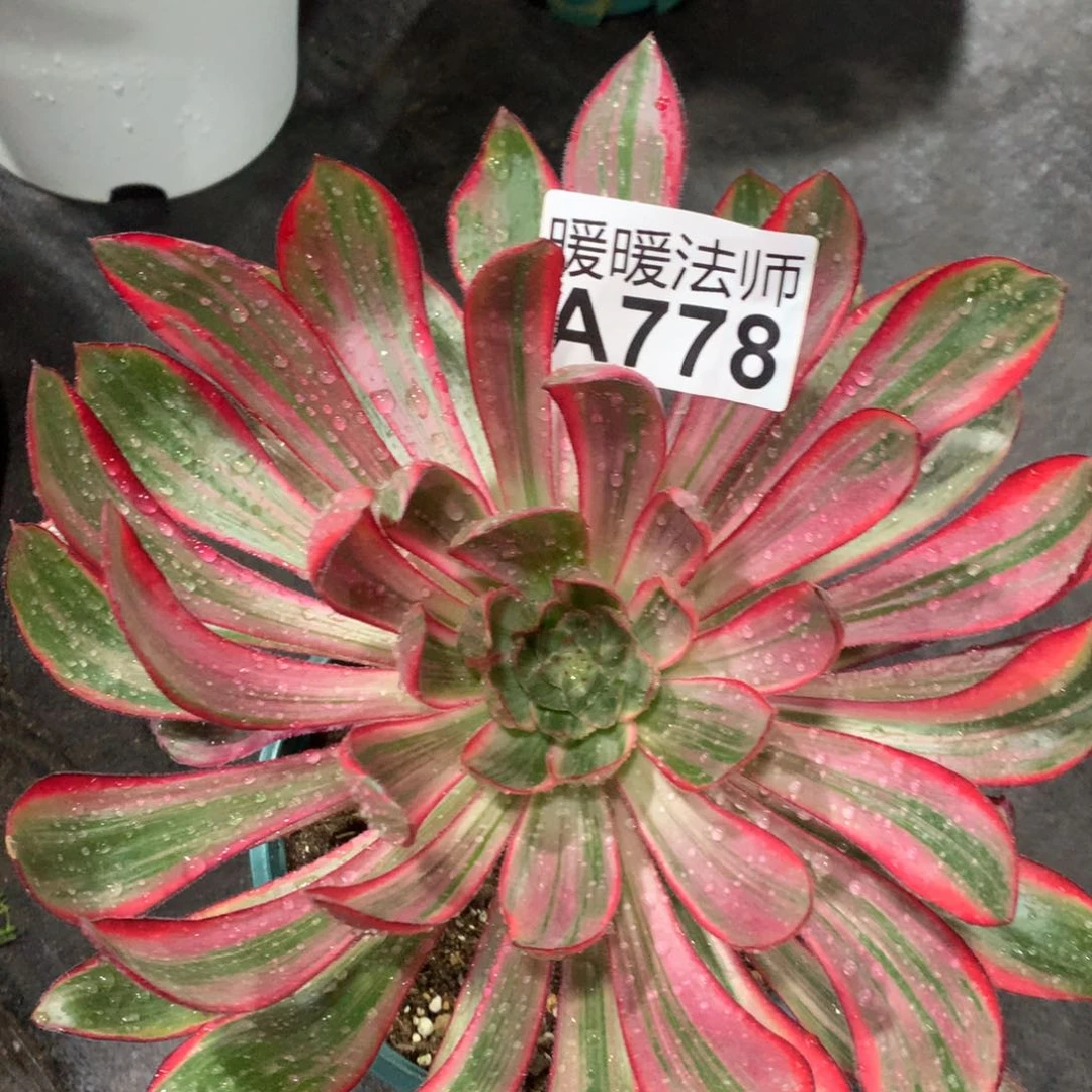 A778乌毒拉丝45福利