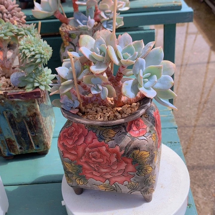 奶茶朵朵无砍群老桩