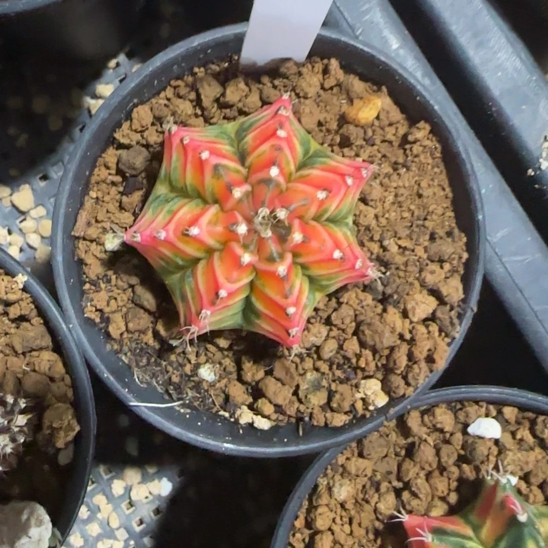 21-0114泰国发货虎斑多肉